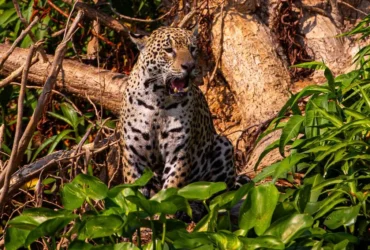 Pantanal ganha campanha global com a National Geographic para turismo de safári