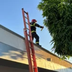 Ataque de abelhas mobiliza bombeiros em Nova Mutum