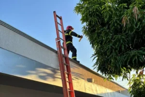 Ataque de abelhas mobiliza bombeiros em Nova Mutum
