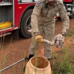 Bombeiros resgatam serpente encontrada em máquina de lavar em Mato Grosso
