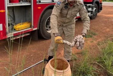 Bombeiros resgatam serpente encontrada em máquina de lavar em Mato Grosso