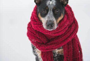 Capricórnio vibra com o frio, astral gelado e foco estratégico