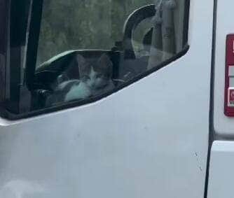 Vídeo encantador mostra o gato acompanhando o tutor na boleia e aproveitando a paisagem da rodovia como um verdadeiro copiloto de quatro patas