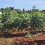 Governo investe em pesquisa de mandioca para fortalecer agricultura familiar