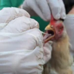 Indea intensifica ações após confirmação de gripe aviária em Campinápolis
