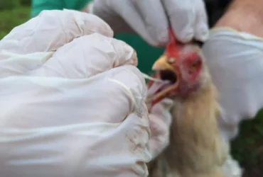Indea intensifica ações após confirmação de gripe aviária em Campinápolis