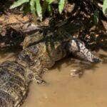 Com um bote certeiro e apetite apurado, réptil surpreende ao capturar um enorme peixe pintado, mostrando que, quando o assunto é pesca, ele não deixa nada passar!
