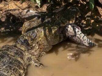 Com um bote certeiro e apetite apurado, réptil surpreende ao capturar um enorme peixe pintado, mostrando que, quando o assunto é pesca, ele não deixa nada passar!