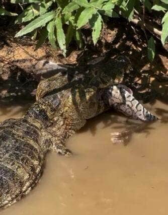 Com um bote certeiro e apetite apurado, réptil surpreende ao capturar um enorme peixe pintado, mostrando que, quando o assunto é pesca, ele não deixa nada passar!