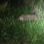Registro impressionante mostra a rainha das Américas em plena ação durante a madrugada; animal é símbolo da força e da biodiversidade brasileira