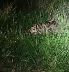 Registro impressionante mostra a rainha das Américas em plena ação durante a madrugada; animal é símbolo da força e da biodiversidade brasileira
