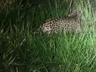 Registro impressionante mostra a rainha das Américas em plena ação durante a madrugada; animal é símbolo da força e da biodiversidade brasileira
