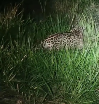 Registro impressionante mostra a rainha das Américas em plena ação durante a madrugada; animal é símbolo da força e da biodiversidade brasileira