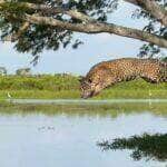 Registro impressionante feito por biólogo mostra o momento exato em que a onça-pintada tenta capturar um jacaré com um salto de tirar o fôlego — mas a caçada termina diferente do esperado