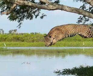 Registro impressionante feito por biólogo mostra o momento exato em que a onça-pintada tenta capturar um jacaré com um salto de tirar o fôlego — mas a caçada termina diferente do esperado