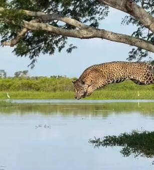 Registro impressionante feito por biólogo mostra o momento exato em que a onça-pintada tenta capturar um jacaré com um salto de tirar o fôlego — mas a caçada termina diferente do esperado