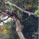 O flagra raro de duas onças-pintadas brincando em cima de uma árvore encantou turistas no Pantanal mato-grossense e viralizou nas redes sociais. A cena foi registrada pelo biólogo João Marcelo.