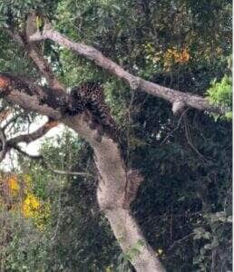 O flagra raro de duas onças-pintadas brincando em cima de uma árvore encantou turistas no Pantanal mato-grossense e viralizou nas redes sociais. A cena foi registrada pelo biólogo João Marcelo.
