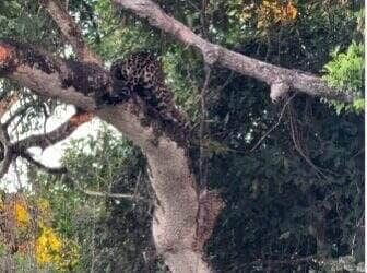 O flagra raro de duas onças-pintadas brincando em cima de uma árvore encantou turistas no Pantanal mato-grossense e viralizou nas redes sociais. A cena foi registrada pelo biólogo João Marcelo.