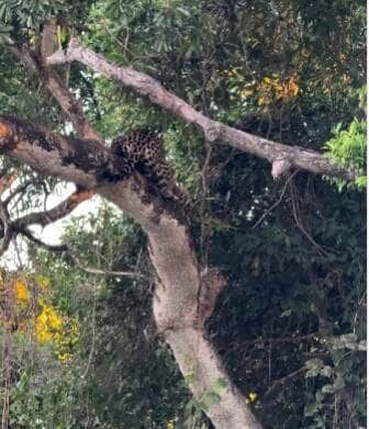 O flagra raro de duas onças-pintadas brincando em cima de uma árvore encantou turistas no Pantanal mato-grossense e viralizou nas redes sociais. A cena foi registrada pelo biólogo João Marcelo.