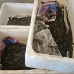 Operação ambiental apreende 2,8 mil iscas vivas em fiscalização