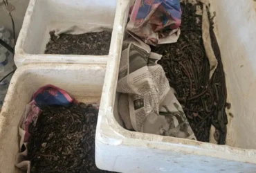 Operação ambiental apreende 2,8 mil iscas vivas em fiscalização