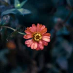 Os signos do zodíaco que escondem a paixão sob a máscara da modéstia são nomeados