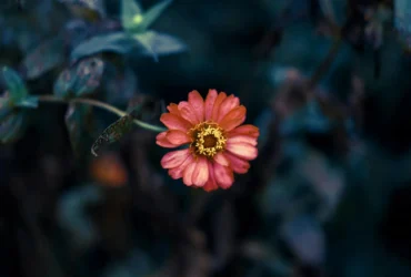 Os signos do zodíaco que escondem a paixão sob a máscara da modéstia são nomeados