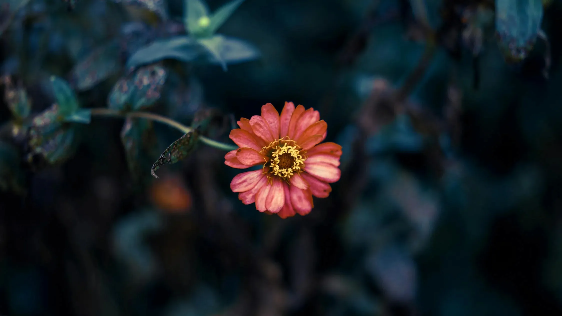 Os signos do zodíaco que escondem a paixão sob a máscara da modéstia são nomeados