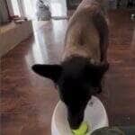 Pastor-belga-malinois vira estrela nas redes ao usar sozinho um lançador de bolas; vídeo reforça o quanto cães são inteligentes e precisam de estímulos mentais