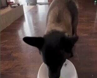 Pastor-belga-malinois vira estrela nas redes ao usar sozinho um lançador de bolas; vídeo reforça o quanto cães são inteligentes e precisam de estímulos mentais