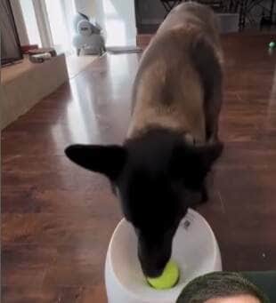 Pastor-belga-malinois vira estrela nas redes ao usar sozinho um lançador de bolas; vídeo reforça o quanto cães são inteligentes e precisam de estímulos mentais