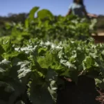 Parceria garante R$ 299 milhões para fortalecer agricultura na Bahia