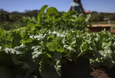 Parceria garante R$ 299 milhões para fortalecer agricultura na Bahia