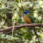 Observação registra 30 espécies de aves durante Virada Sustentável