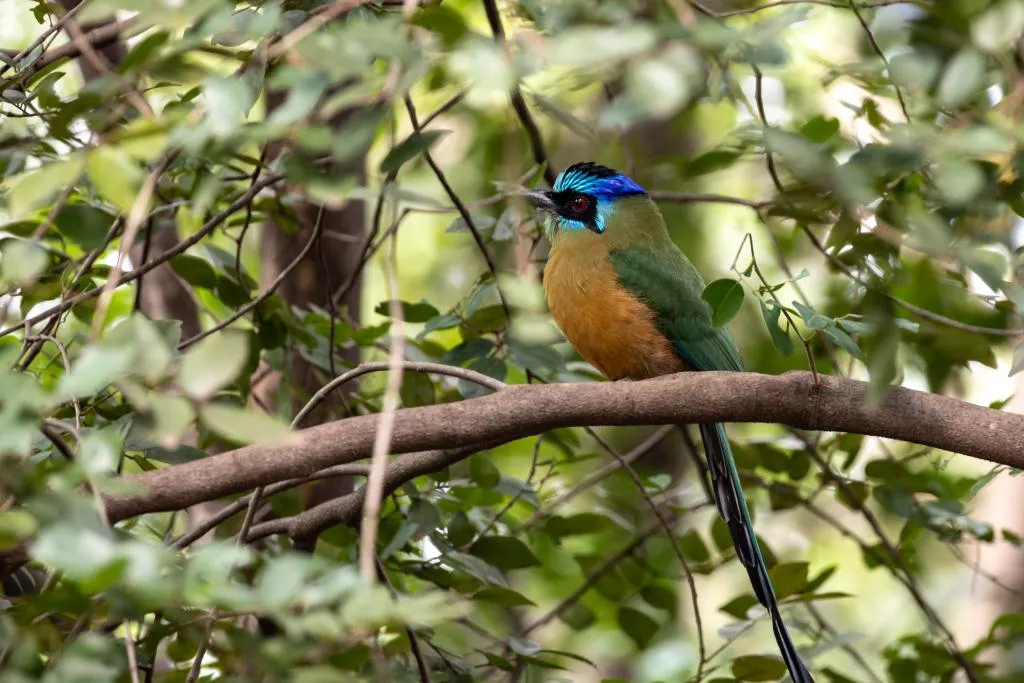Observação registra 30 espécies de aves durante Virada Sustentável