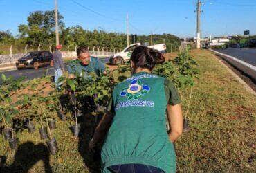 Pauta ambiental deixa de ser apenas um ato comemorativo em Varzea Grande -CenárioMT