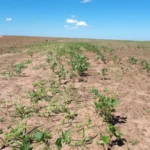 Vazio sanitário da soja começa neste domingo com fiscalização em MT