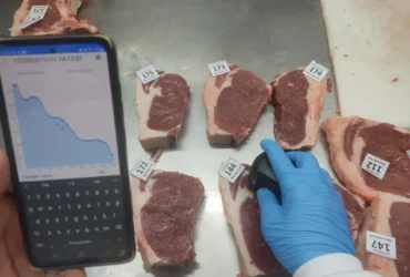 Pesquisa em Mato Grosso usa inteligência artificial para medir maciez da carne bovina em tempo real