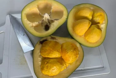 Óleo de pequi mostra potencial na cicatrização da pele, apontam pesquisadores