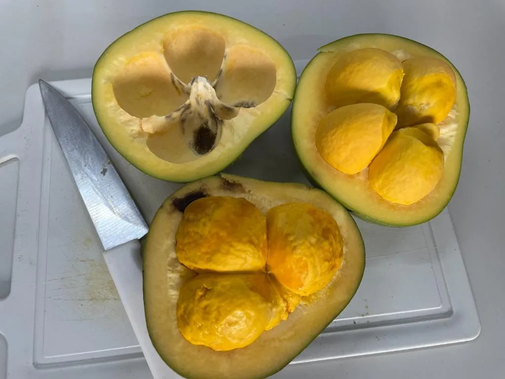 Óleo de pequi mostra potencial na cicatrização da pele, apontam pesquisadores