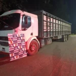 Polícia recupera 20 novilhas furtadas na MT-270 em Juscimeira