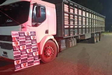 Polícia recupera 20 novilhas furtadas na MT-270 em Juscimeira