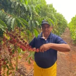Polinização aumenta produtividade do café com uso estratégico de abelhas