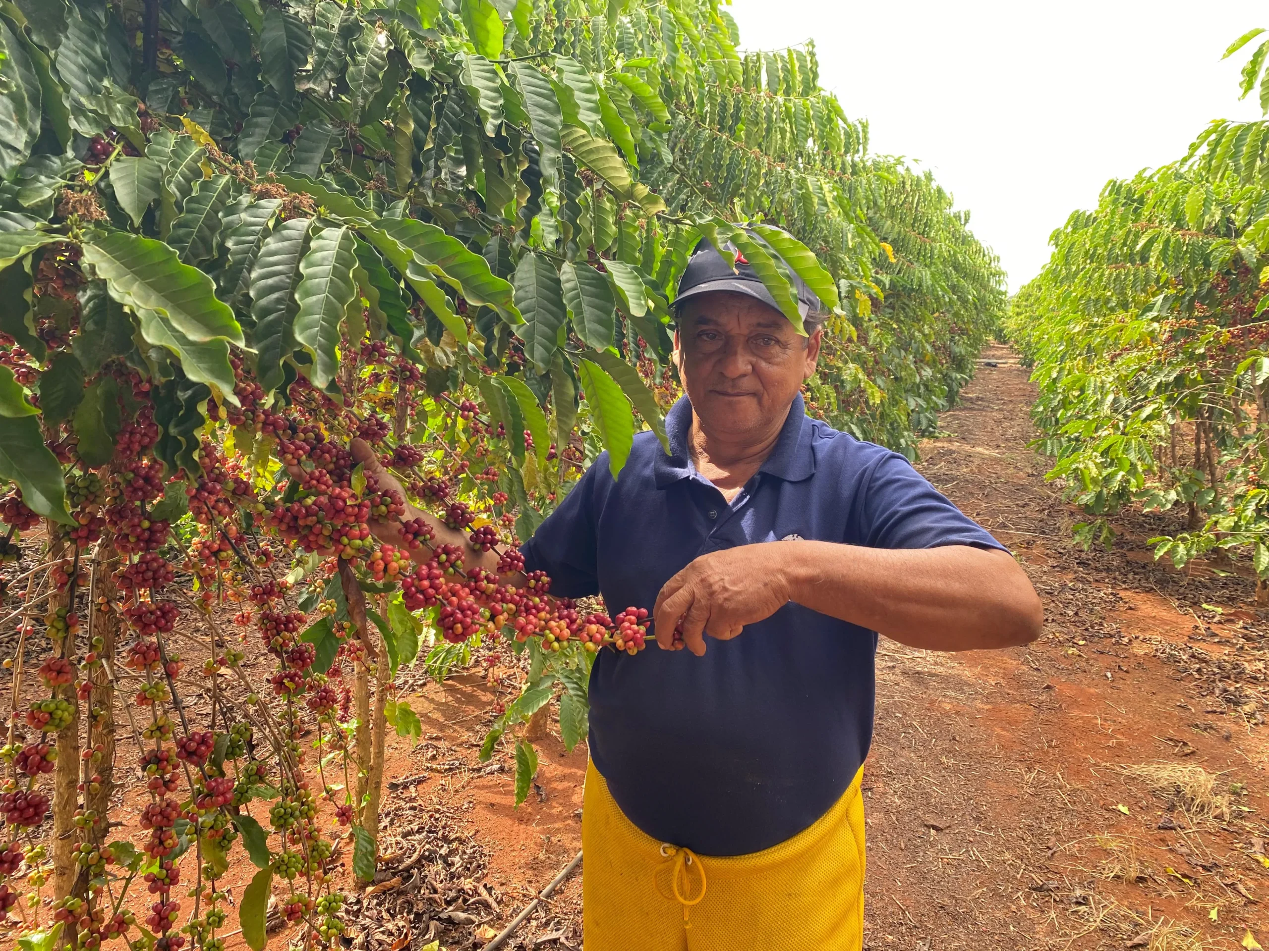 Polinização aumenta produtividade do café com uso estratégico de abelhas