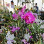 Horóscopo do dia: Previsões para o signo de Libra nesta quinta-feira (27); confira