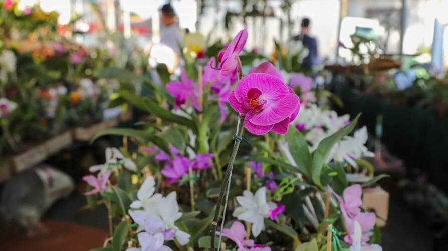 Horóscopo do dia: Previsões para o signo de Libra nesta quinta-feira (27); confira