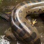 Registro raro mostra sucuri em plena ação ao capturar e devorar uma galinha. Cena aconteceu em ambiente natural e surpreendeu até os moradores da região.