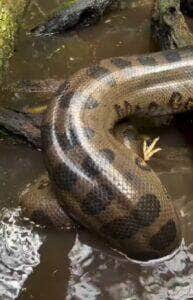 Registro raro mostra sucuri em plena ação ao capturar e devorar uma galinha. Cena aconteceu em ambiente natural e surpreendeu até os moradores da região.