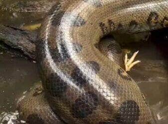 Registro raro mostra sucuri em plena ação ao capturar e devorar uma galinha. Cena aconteceu em ambiente natural e surpreendeu até os moradores da região.